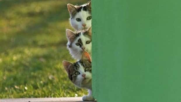 funny animals (9)