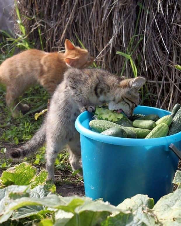 funny animals (9)