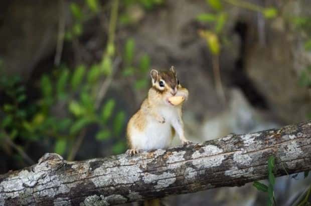 funny animals (9)
