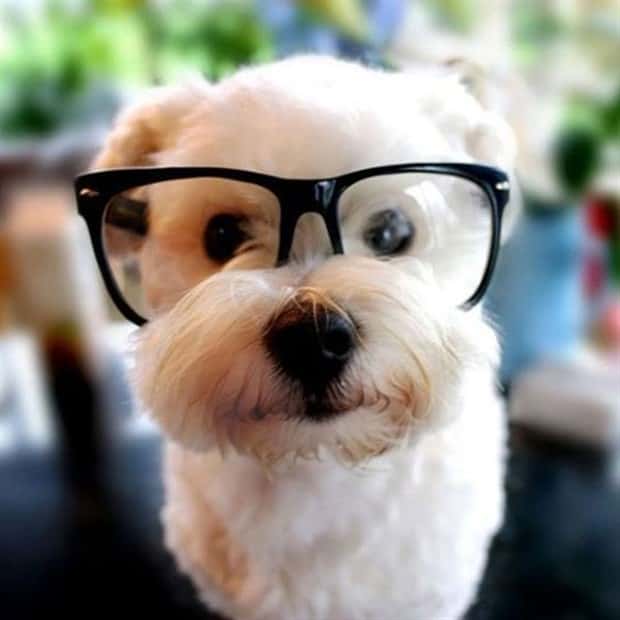 funny animals 9 Get Ready for Funny Animals #449 (20 photos)