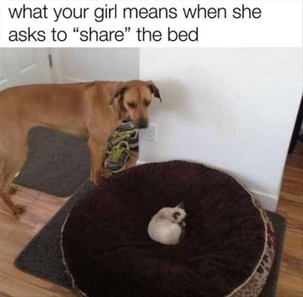 funny memes (14)
