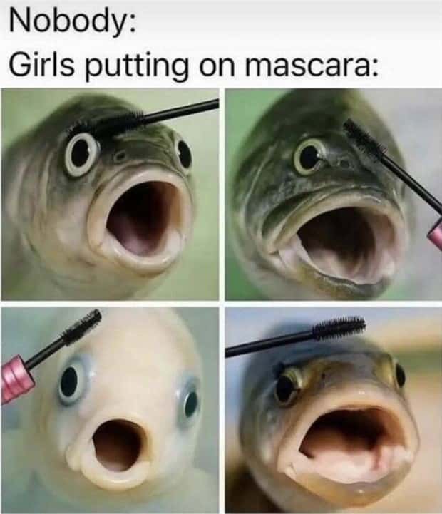 funny memes (15)