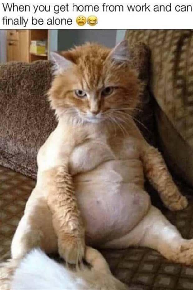 funny memes and pics (19)