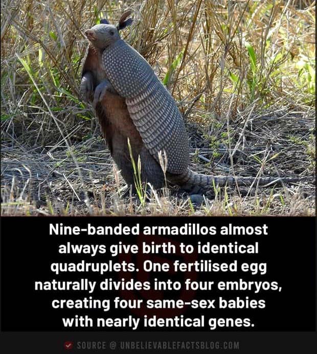 interesting facts (10)