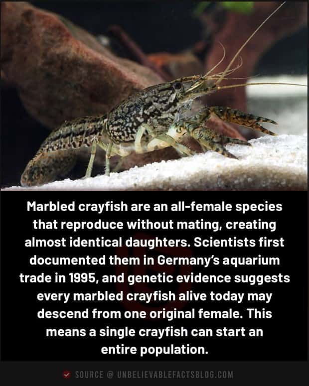 interesting facts (11)