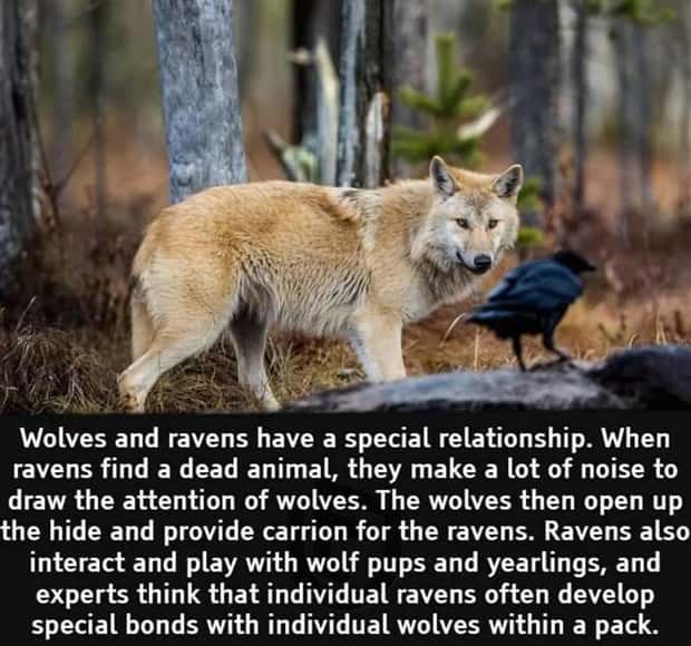 interesting facts (19)