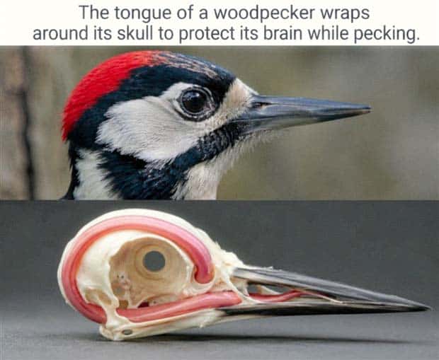 interesting facts (20)