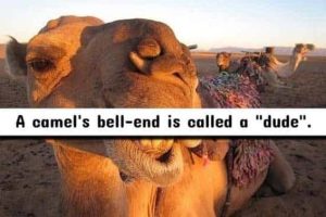 Wild NSFW Facts Unfit For Family Gatherings (17 photos)
