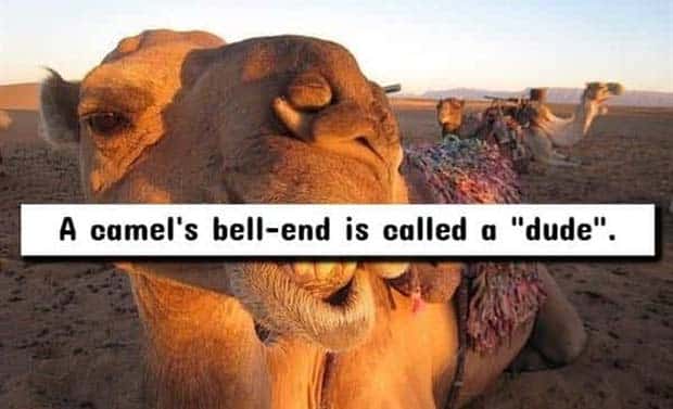 nsfw facts 8 Wild NSFW Facts Unfit For Family Gatherings (17 photos)