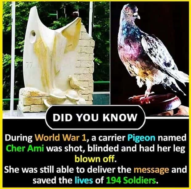 random but interesting facts (8)