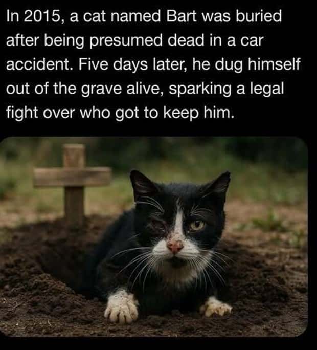 random fun facts (13)