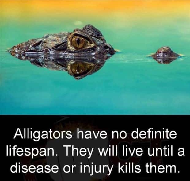 random fun facts (14)