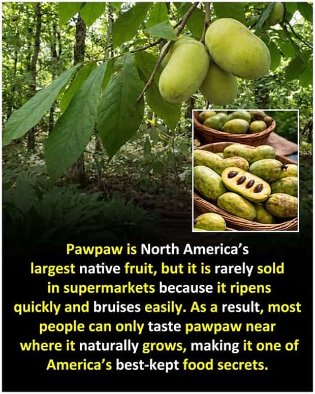 random fun facts (15)