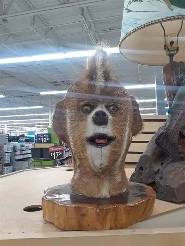 weird internet photos (7)