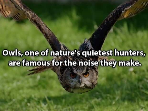 witty shower thoughts (16)