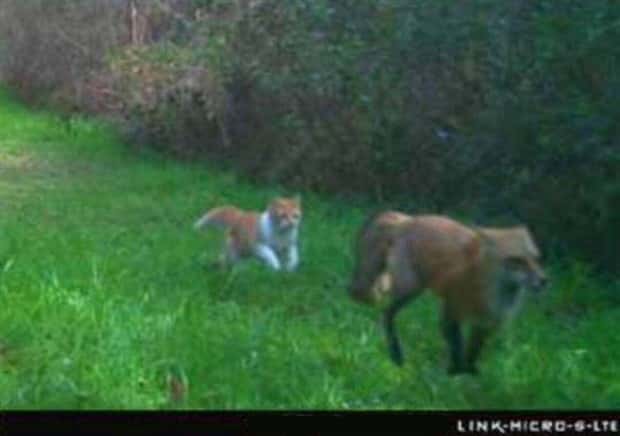 animals trail cams (10)