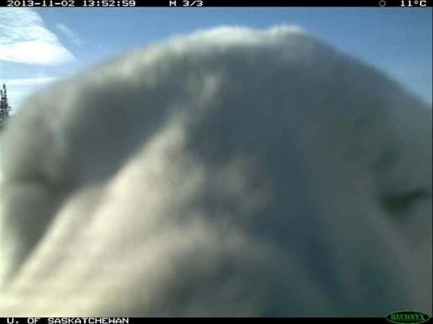 animals trail cams (11)