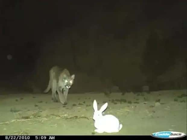 animals trail cams (12)