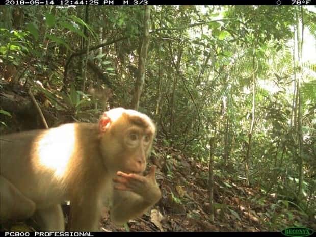 animals trail cams (13)