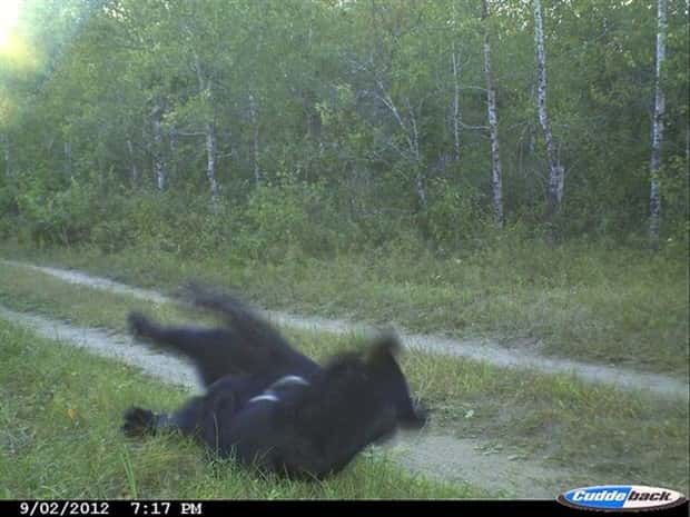 animals trail cams (14)
