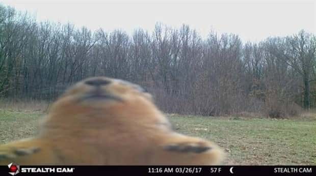 animals trail cams (15)