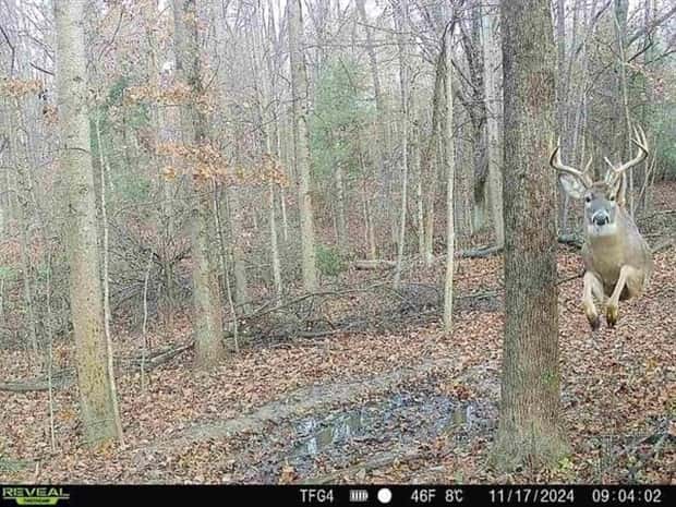 animals trail cams (16)