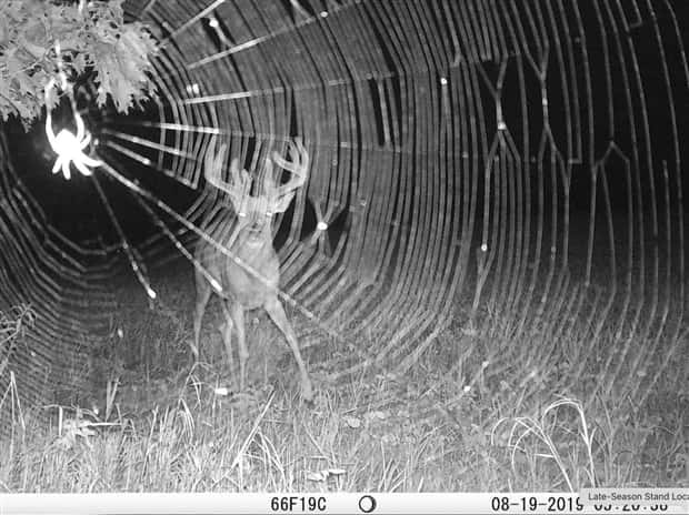 animals trail cams (17)