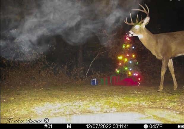 animals trail cams (18)