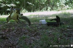 Funny Trail Cams Catch Animals Unnoticed (24 photos)
