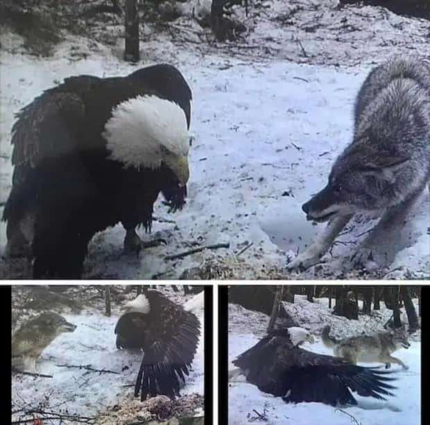 animals trail cams (2)