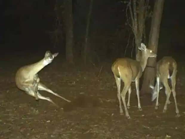 animals trail cams (20)