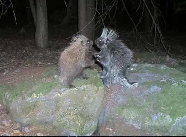 animals trail cams (21)