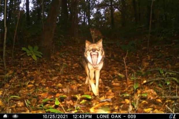 animals trail cams (22)