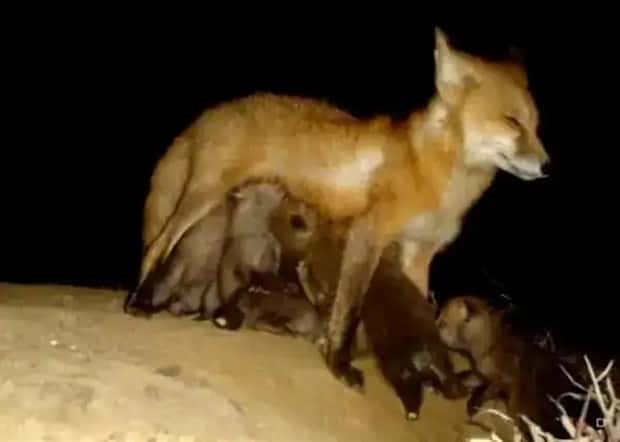 animals trail cams (23)