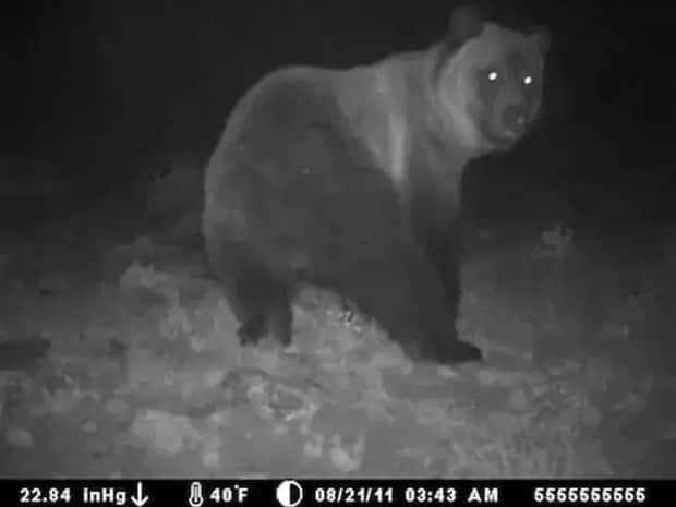 animals trail cams (24)