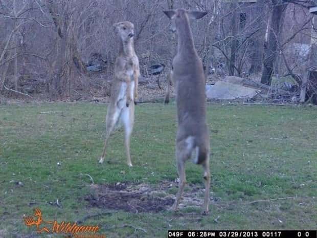 animals trail cams (3)