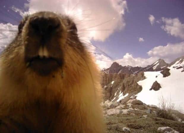 animals trail cams (4)