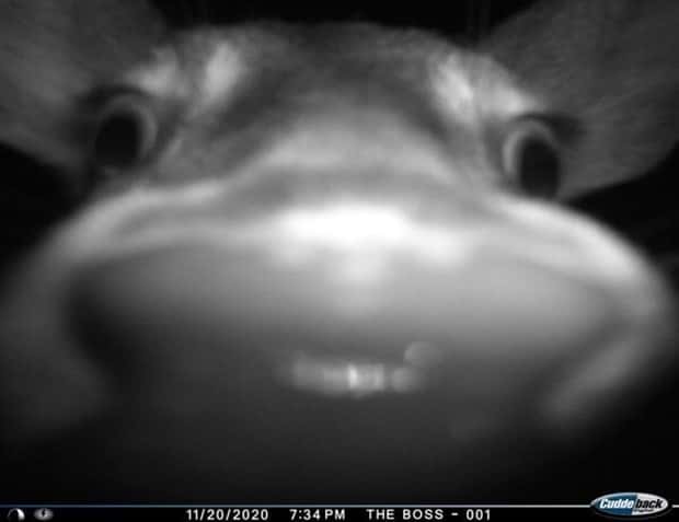 animals trail cams (5)