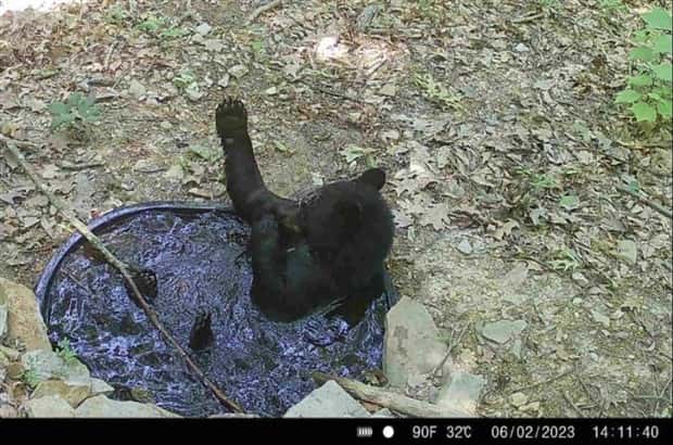 animals trail cams (6)