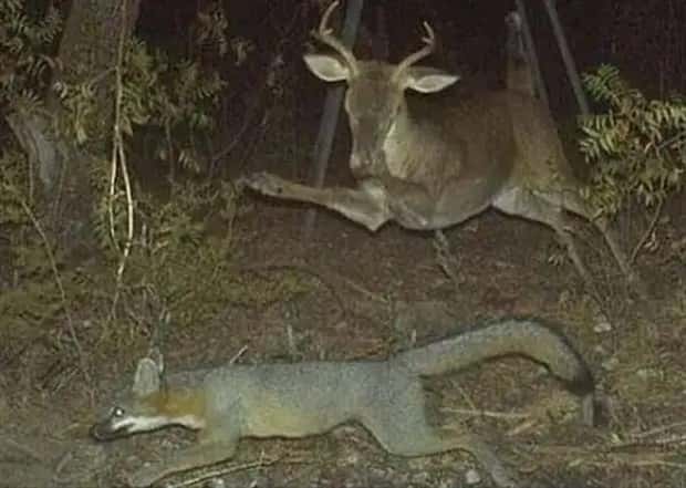 animals trail cams (7)
