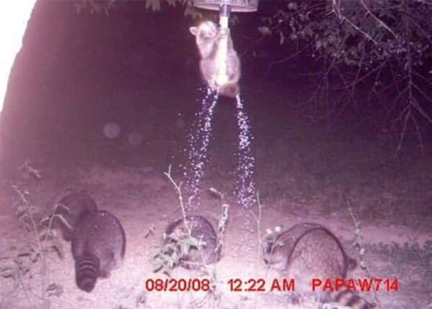 animals trail cams (8)