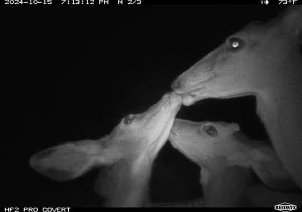 animals trail cams (9)