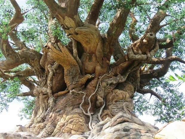 awesome photos (12)