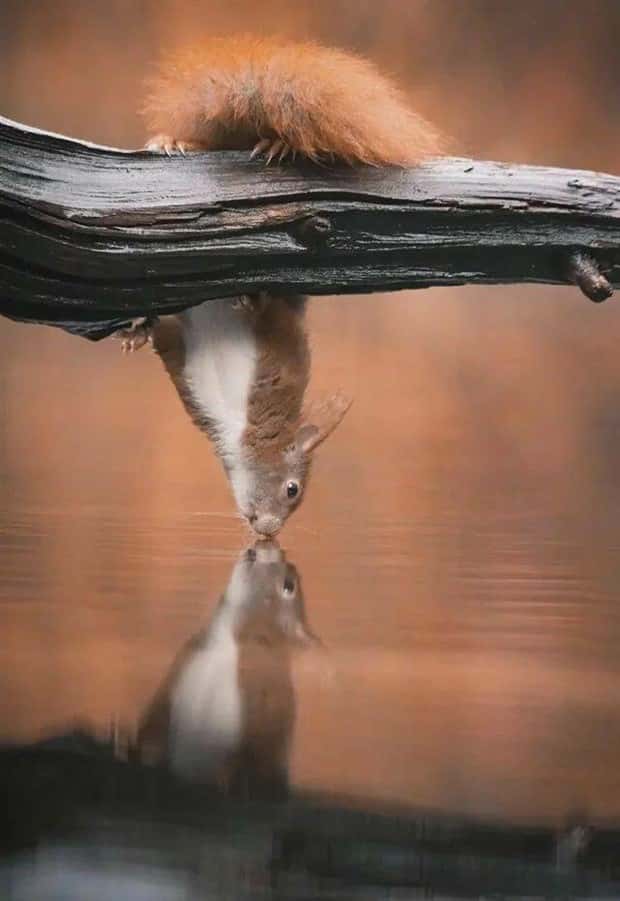 awesome photos (4)