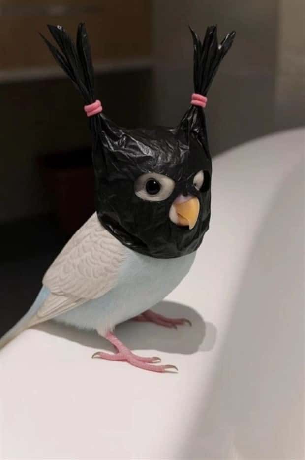 funny animals (10)