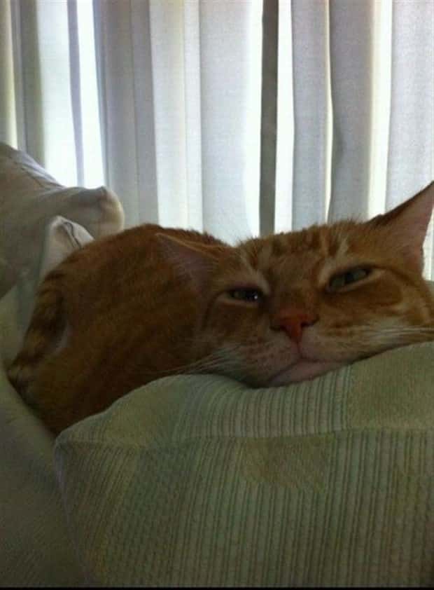 funny animals (10)