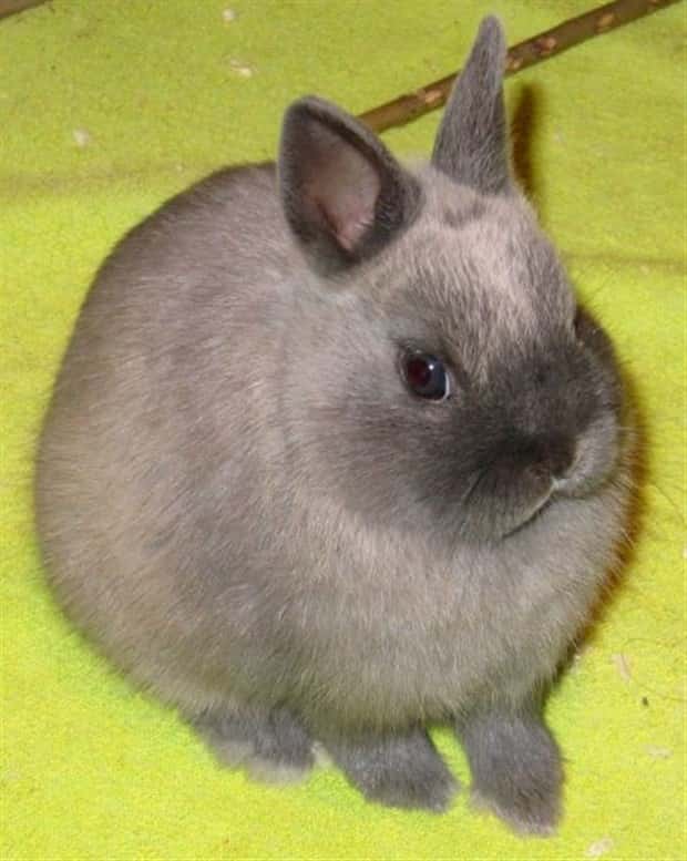funny animals (10)