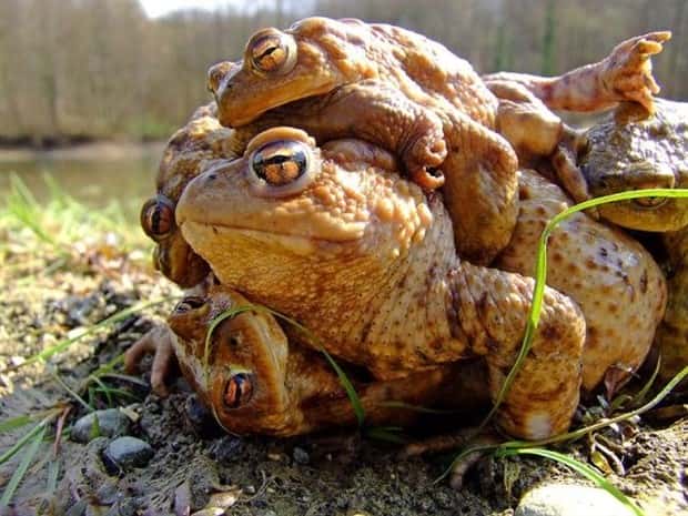funny animals (10)