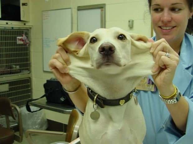 funny animals (11)