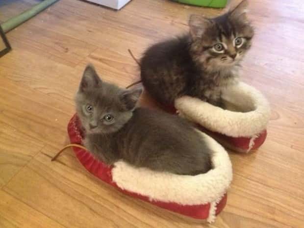 funny animals (11)
